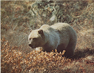 Rocky Mountain Grizzly Bear, Alaska Range